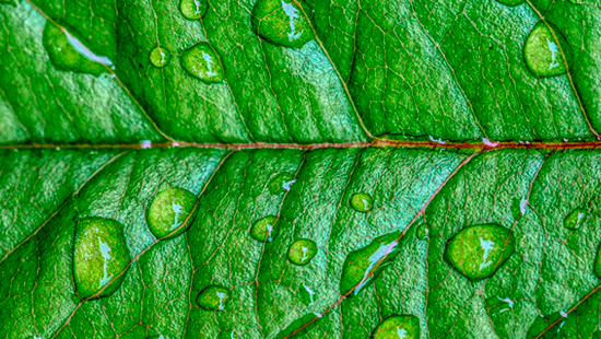 Detail of a green leaf